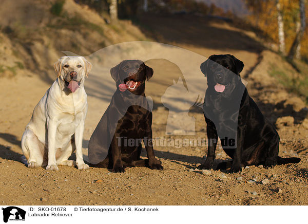 Labrador Retriever / SKO-01678