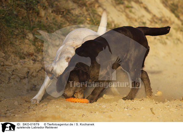 spielende Labrador Retriever / playing Labrador Retriever / SKO-01679