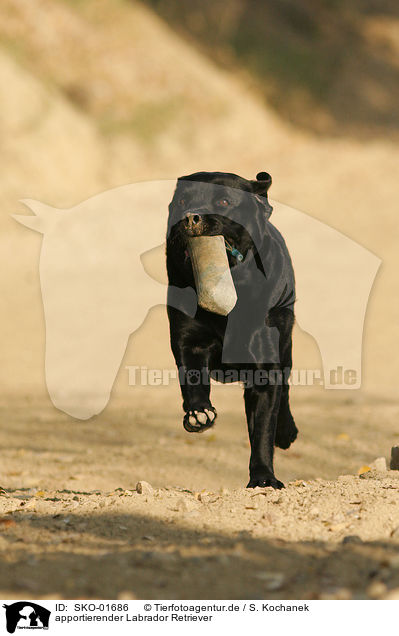 apportierender Labrador Retriever / retrieving Labrador Retriever / SKO-01686