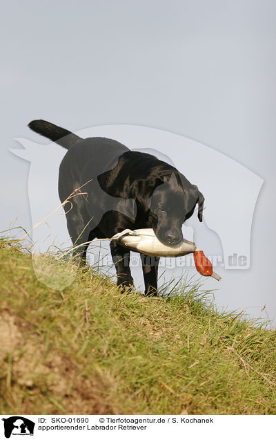apportierender Labrador Retriever / retrieving Labrador Retriever / SKO-01690