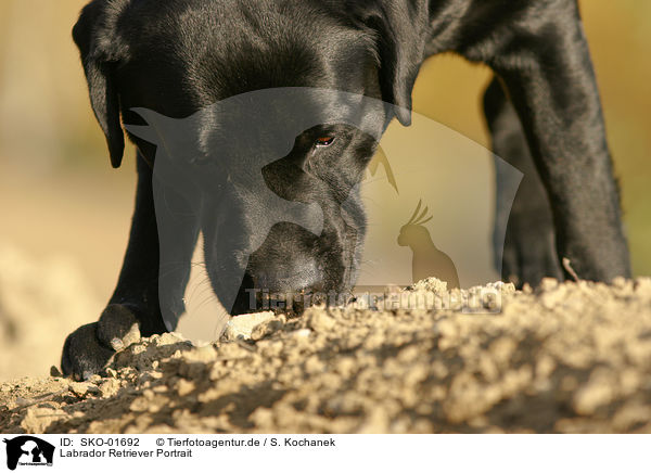 Labrador Retriever Portrait / Labrador Retriever Portrait / SKO-01692