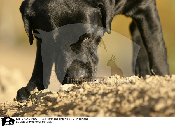 Labrador Retriever Portrait / SKO-01692