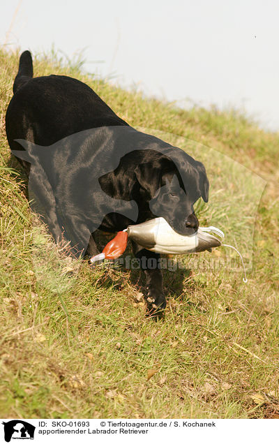 apportierender Labrador Retriever / SKO-01693