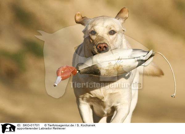 apportierender Labrador Retriever / retrieving Labrador Retriever / SKO-01701