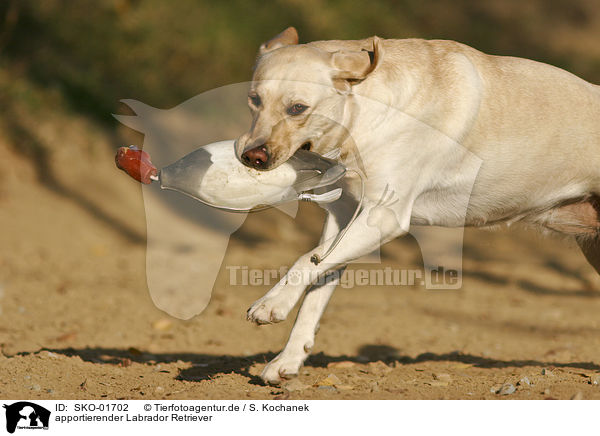 apportierender Labrador Retriever / retrieving Labrador Retriever / SKO-01702