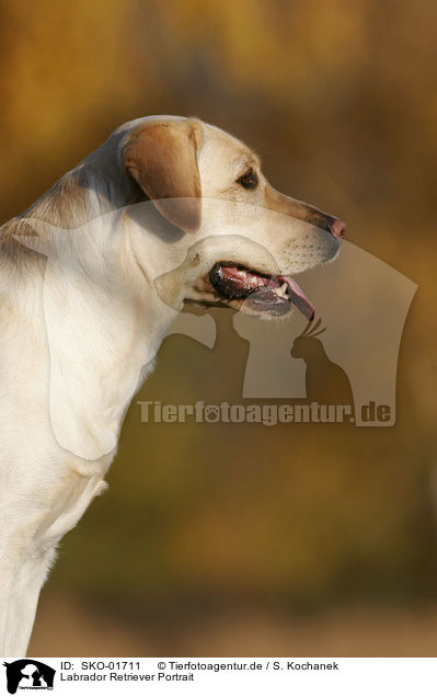 Labrador Retriever Portrait / Labrador Retriever Portrait / SKO-01711