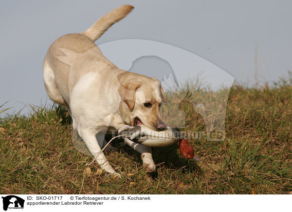 apportierender Labrador Retriever / retrieving Labrador Retriever / SKO-01717