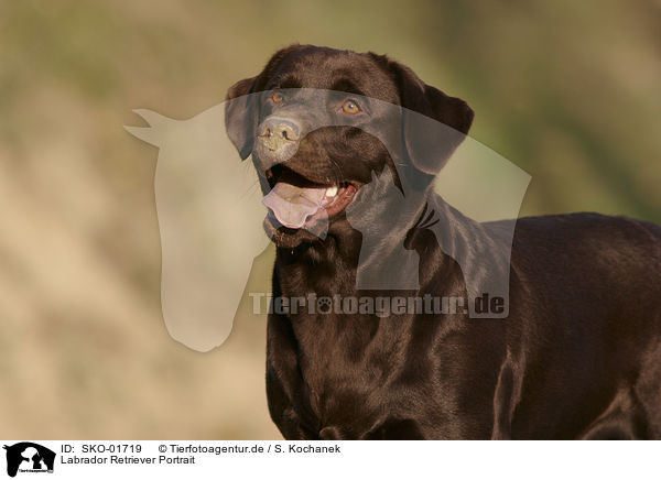Labrador Retriever Portrait / Labrador Retriever Portrait / SKO-01719