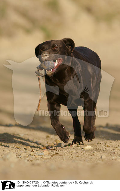 apportierender Labrador Retriever / retrieving Labrador Retriever / SKO-01720