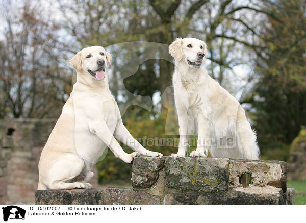 Labrador & Golden Retriever / Labrador & Golden Retrievers / DJ-02007