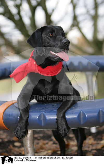Labrador Retriever / DJ-02015