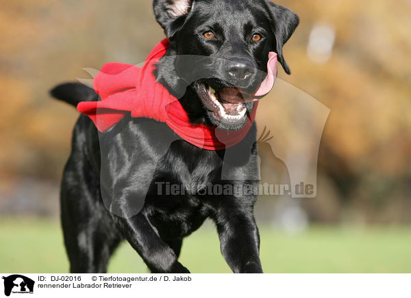 rennender Labrador Retriever / running Labrador Retriever / DJ-02016