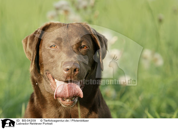 Labrador Retriever Portrait / Labrador Retriever Portrait / BS-04209