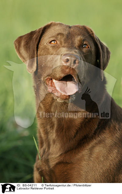 Labrador Retriever Portrait / Labrador Retriever Portrait / BS-04211