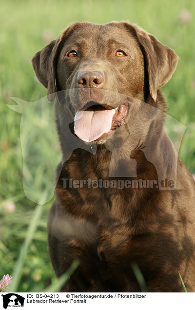 Labrador Retriever Portrait / Labrador Retriever Portrait / BS-04213