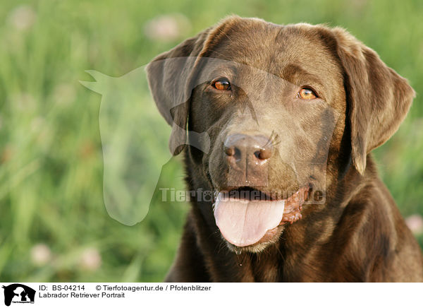 Labrador Retriever Portrait / Labrador Retriever Portrait / BS-04214