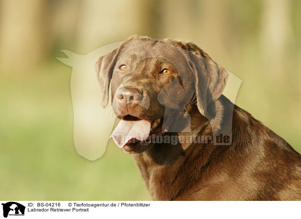 Labrador Retriever Portrait / Labrador Retriever Portrait / BS-04216