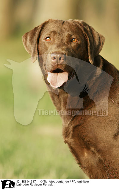 Labrador Retriever Portrait / Labrador Retriever Portrait / BS-04217