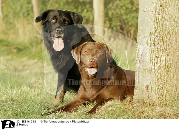 2 Hunde / 2 dogs / BS-04218