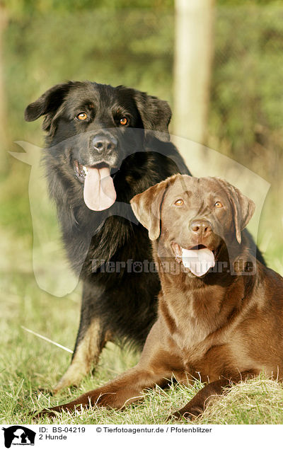 2 Hunde / 2 dogs / BS-04219