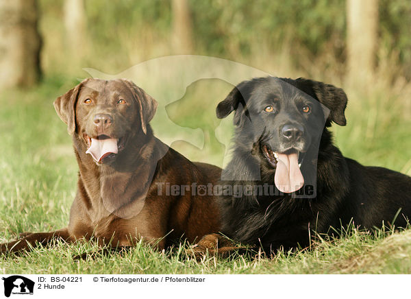 2 Hunde / 2 dogs / BS-04221