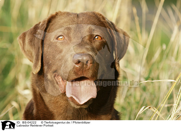 Labrador Retriever Portrait / Labrador Retriever Portrait / BS-04222