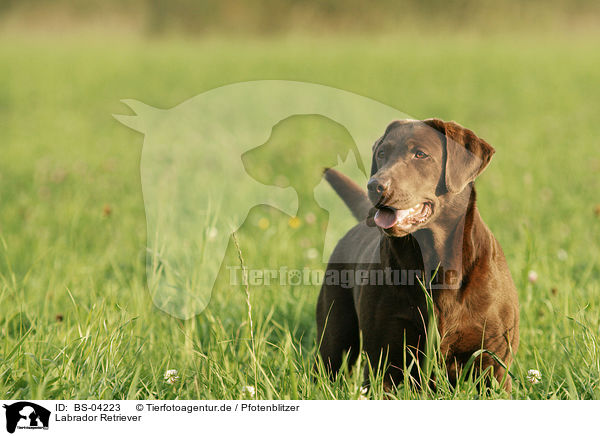 Labrador Retriever / Labrador Retriever / BS-04223