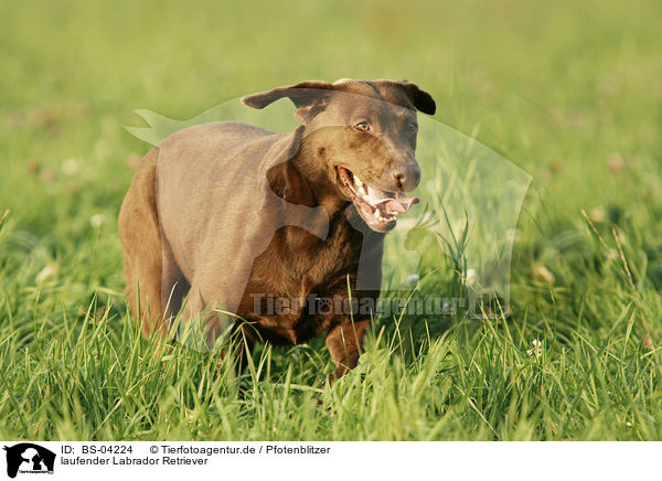 laufender Labrador Retriever / trotting Labrador Retriever / BS-04224