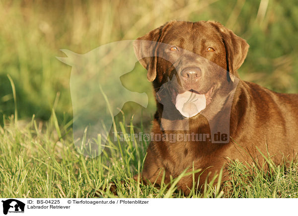 Labrador Retriever / Labrador Retriever / BS-04225