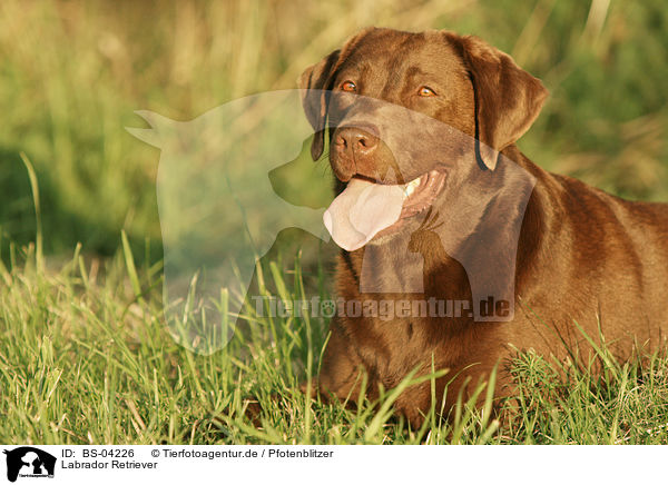 Labrador Retriever / Labrador Retriever / BS-04226