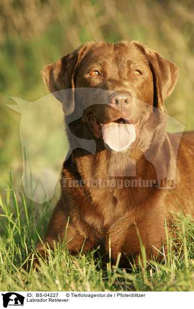 Labrador Retriever / Labrador Retriever / BS-04227