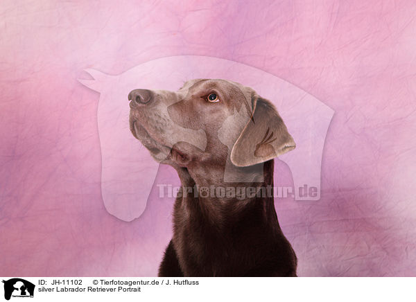 silver Labrador Retriever Portrait / JH-11102