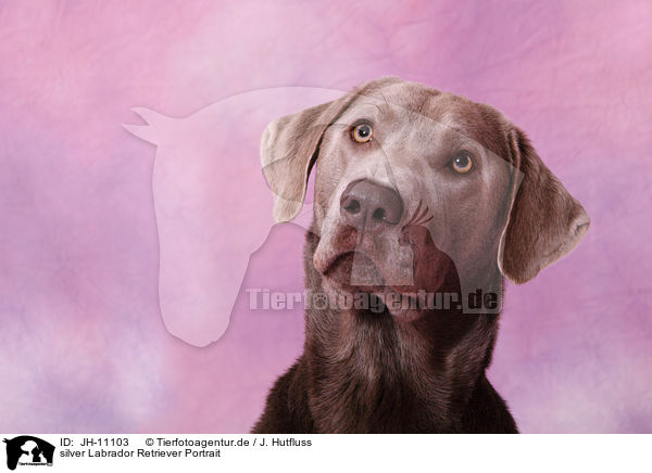 silver Labrador Retriever Portrait / silver Labrador Retriever Portrait / JH-11103