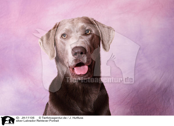 silver Labrador Retriever Portrait / silver Labrador Retriever Portrait / JH-11106