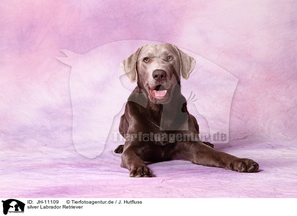 silver Labrador Retriever / silver Labrador Retriever / JH-11109