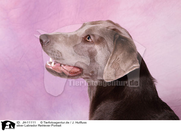 silver Labrador Retriever Portrait / silver Labrador Retriever Portrait / JH-11111