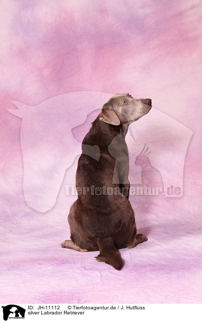 silver Labrador Retriever / silver Labrador Retriever / JH-11112