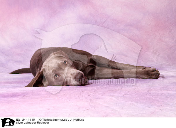 silver Labrador Retriever / silver Labrador Retriever / JH-11115