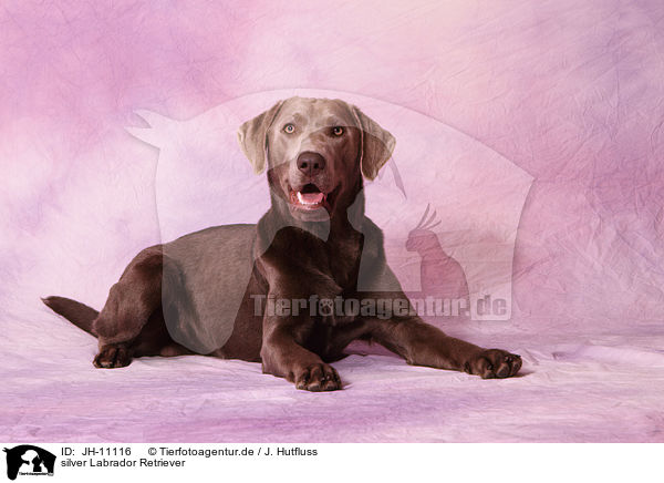 silver Labrador Retriever / silver Labrador Retriever / JH-11116