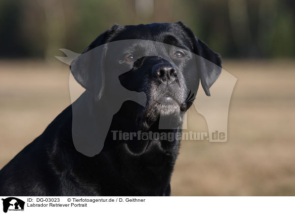 Labrador Retriever Portrait / Labrador Retriever Portrait / DG-03023