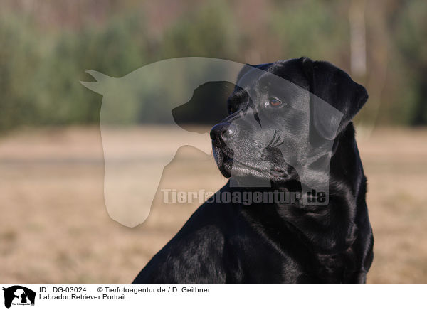Labrador Retriever Portrait / DG-03024