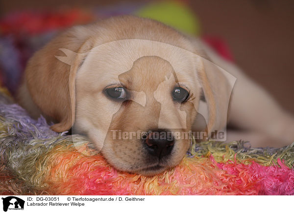 Labrador Retriever Welpe / Labrador Retriever Puppy / DG-03051