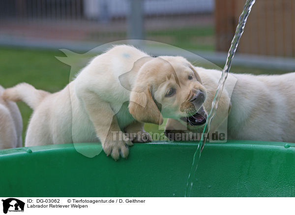 Labrador Retriever Welpen / Labrador Retriever Puppies / DG-03062