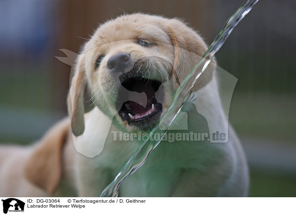 Labrador Retriever Welpe / Labrador Retriever Puppy / DG-03064