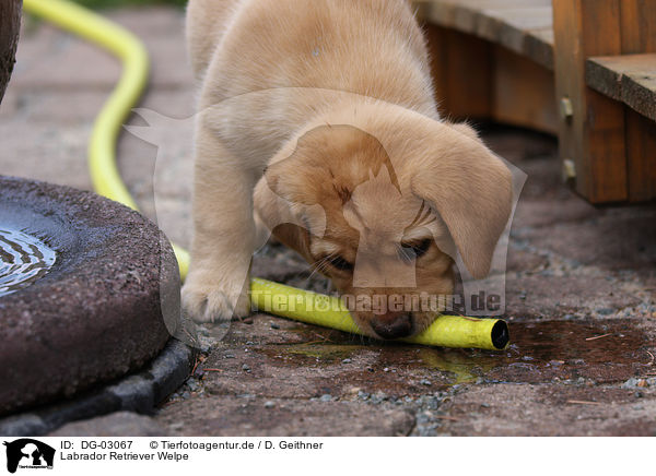 Labrador Retriever Welpe / Labrador Retriever Puppy / DG-03067
