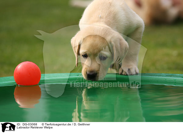 Labrador Retriever Welpe / Labrador Retriever Puppy / DG-03068