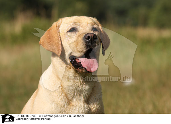 Labrador Retriever Portrait / Labrador Retriever Portrait / DG-03073