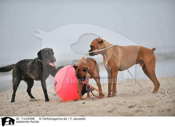 spielende Hunde / playing dogs / YJ-02488