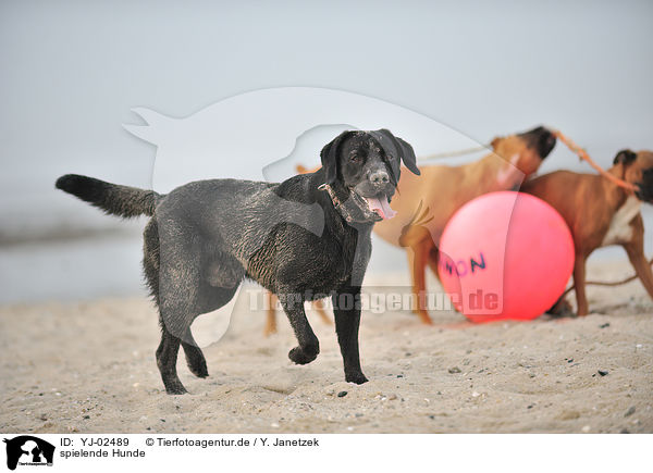 spielende Hunde / playing dogs / YJ-02489