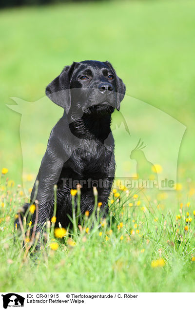 Labrador Retriever Welpe / Labrador Retriever Puppy / CR-01915
